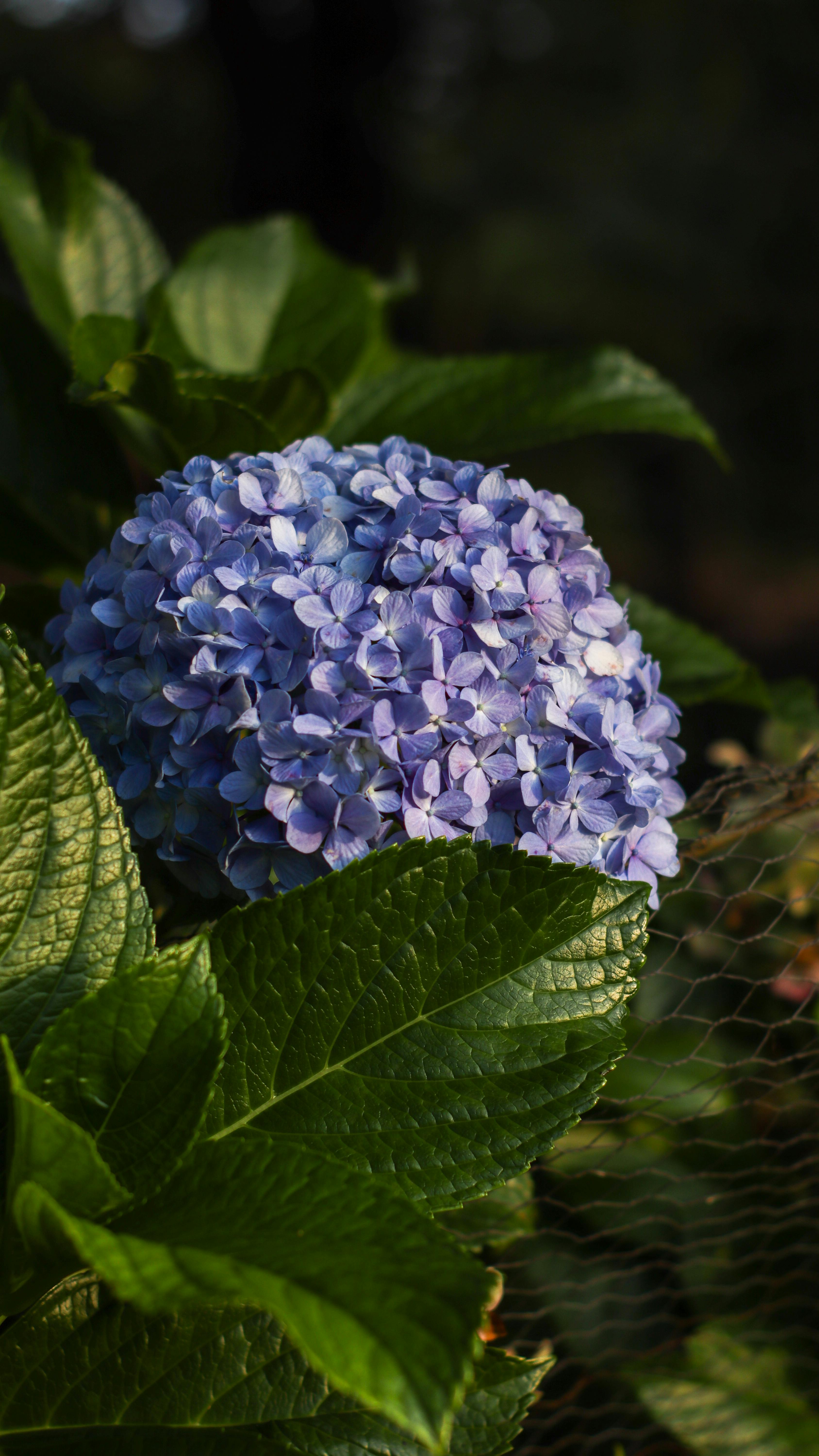 Zadarmo Detailný záber na žiarivo modrý kvet hortenzie obklopený sviežimi zelenými listami. Fotka z fotobanky