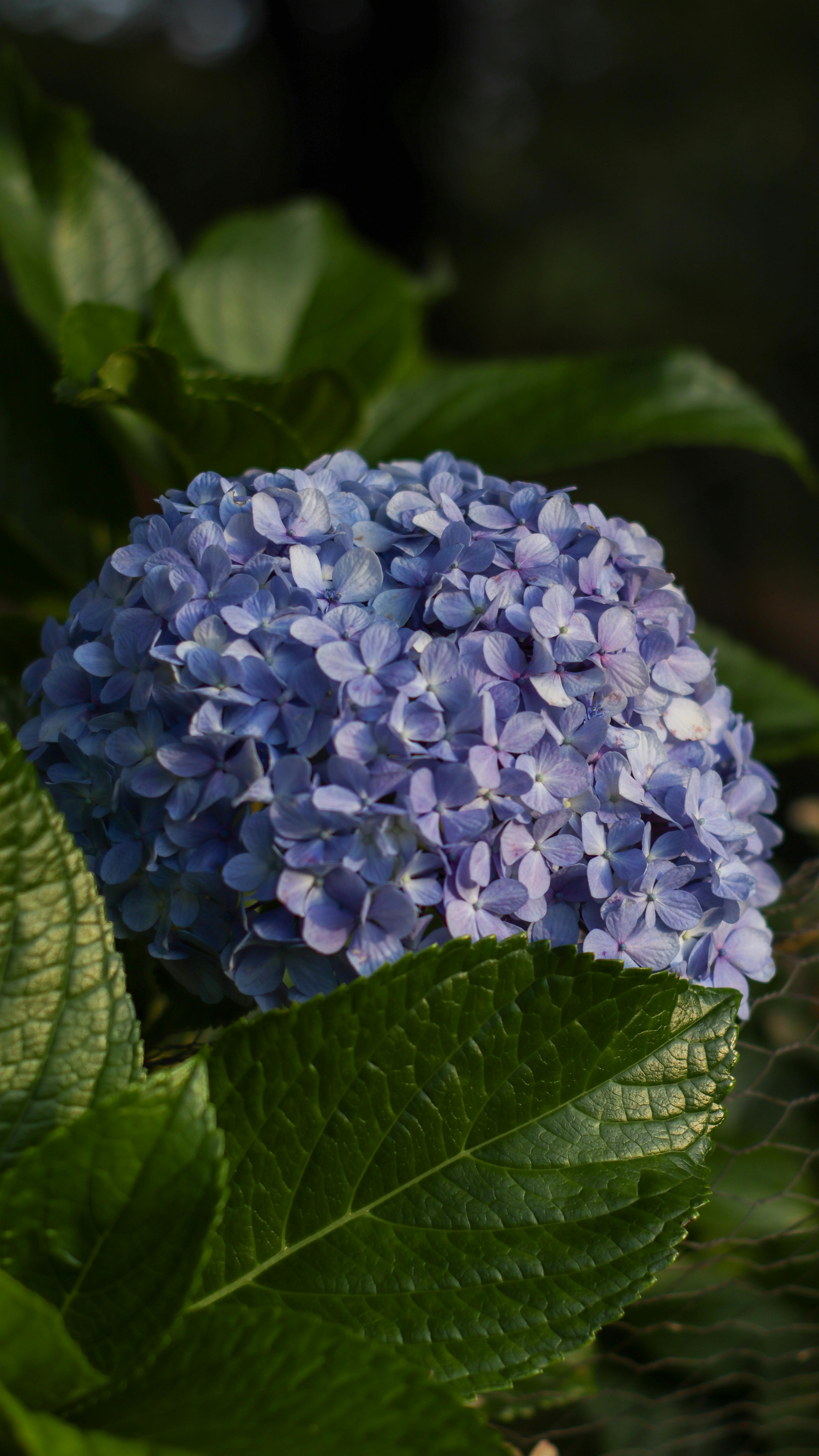 Ingyenes stockfotó @szabadtéri, árnyékos növény, botanika témában Stockfotó