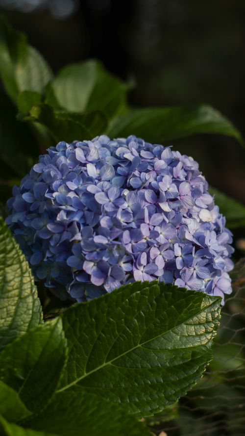 Free A detailed view of vibrant blue hydrangea flowers with lush green leaves in natural light. Stock Photo
