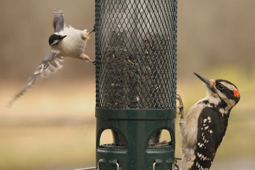 Free stock photo of birds, nature, white breasted nuthatch