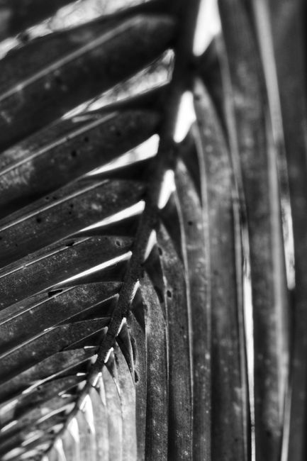 Dramatic black and white close-up of a palm leaf showcasing abstract patterns and textures.