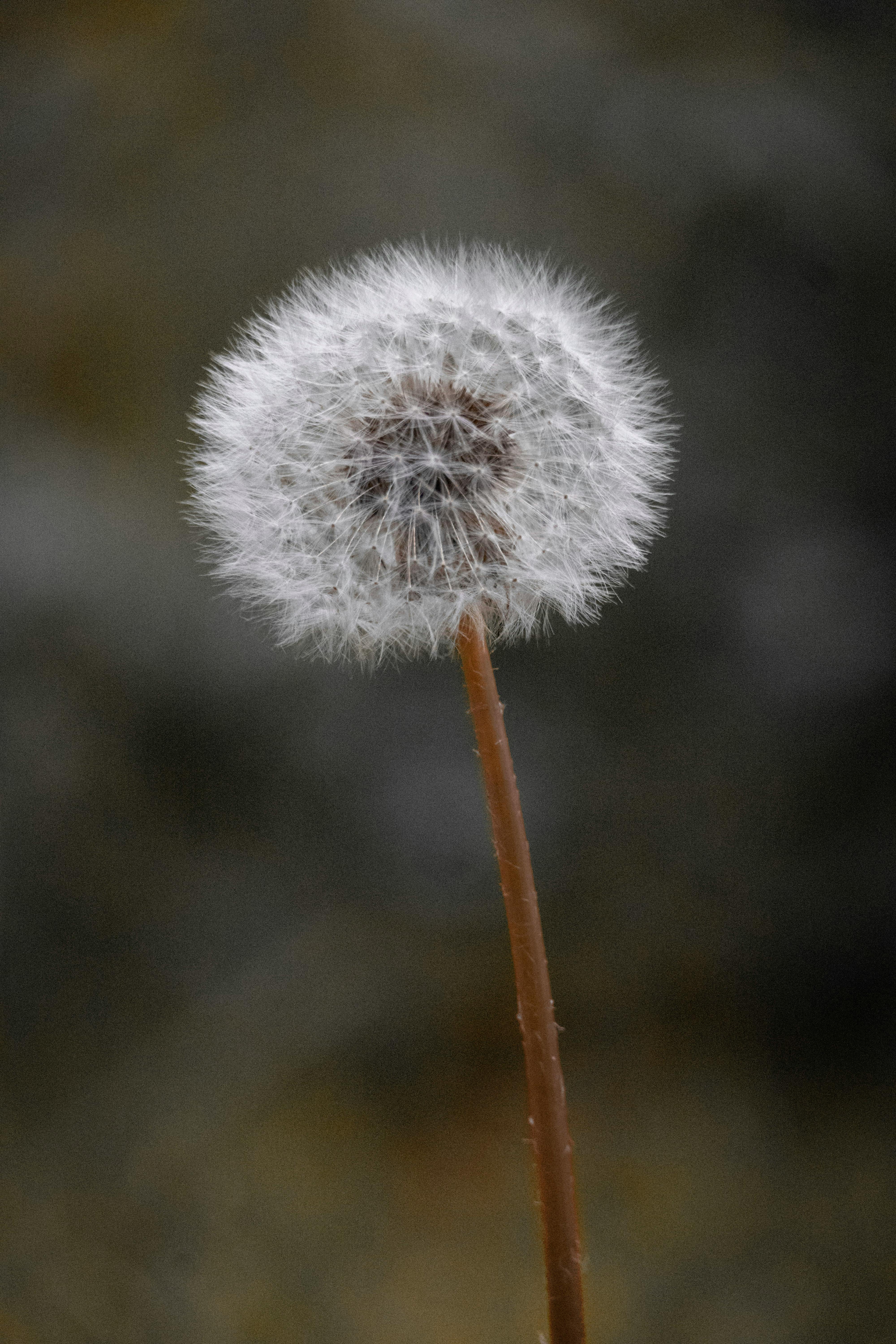 Δωρεάν Λεπτομερής φωτογραφία μιας κεφαλής σπόρου πικραλίδας που παρουσιάζει την λεπτή δομή της σε απαλό φόντο. Φωτογραφία από στοκ φωτογραφιών