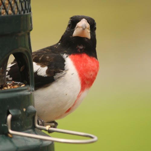 Free stock photo of birds, grosbeak, male