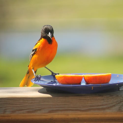 Fotos de stock gratuitas de aves, masculino, naturaleza