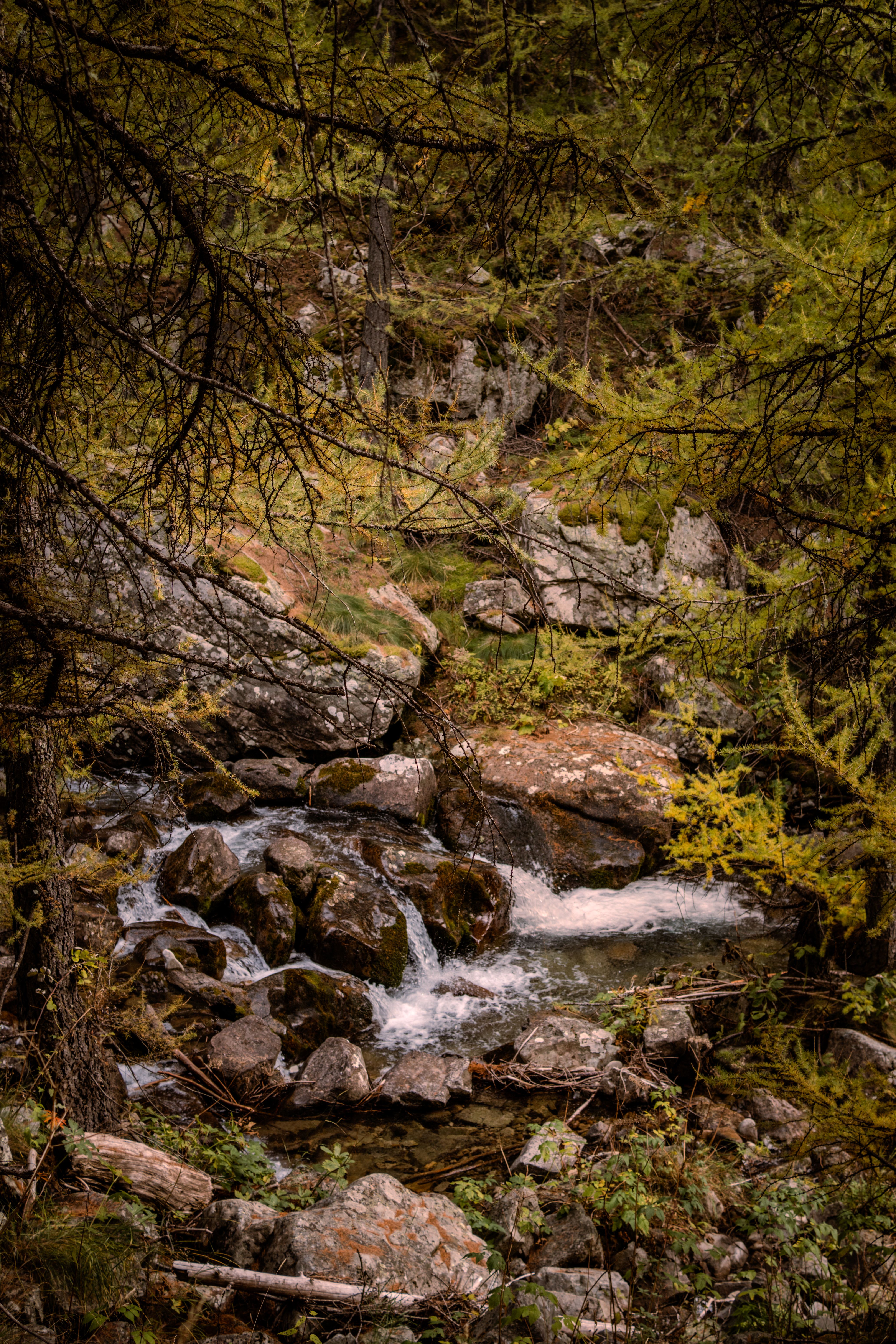Peaceful forest stream with lush greenery in Allos, Provence-Alpes-Côte d'Azur, France.
