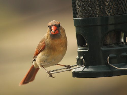 Fotos de stock gratuitas de aves, cardenal norteño, hembra