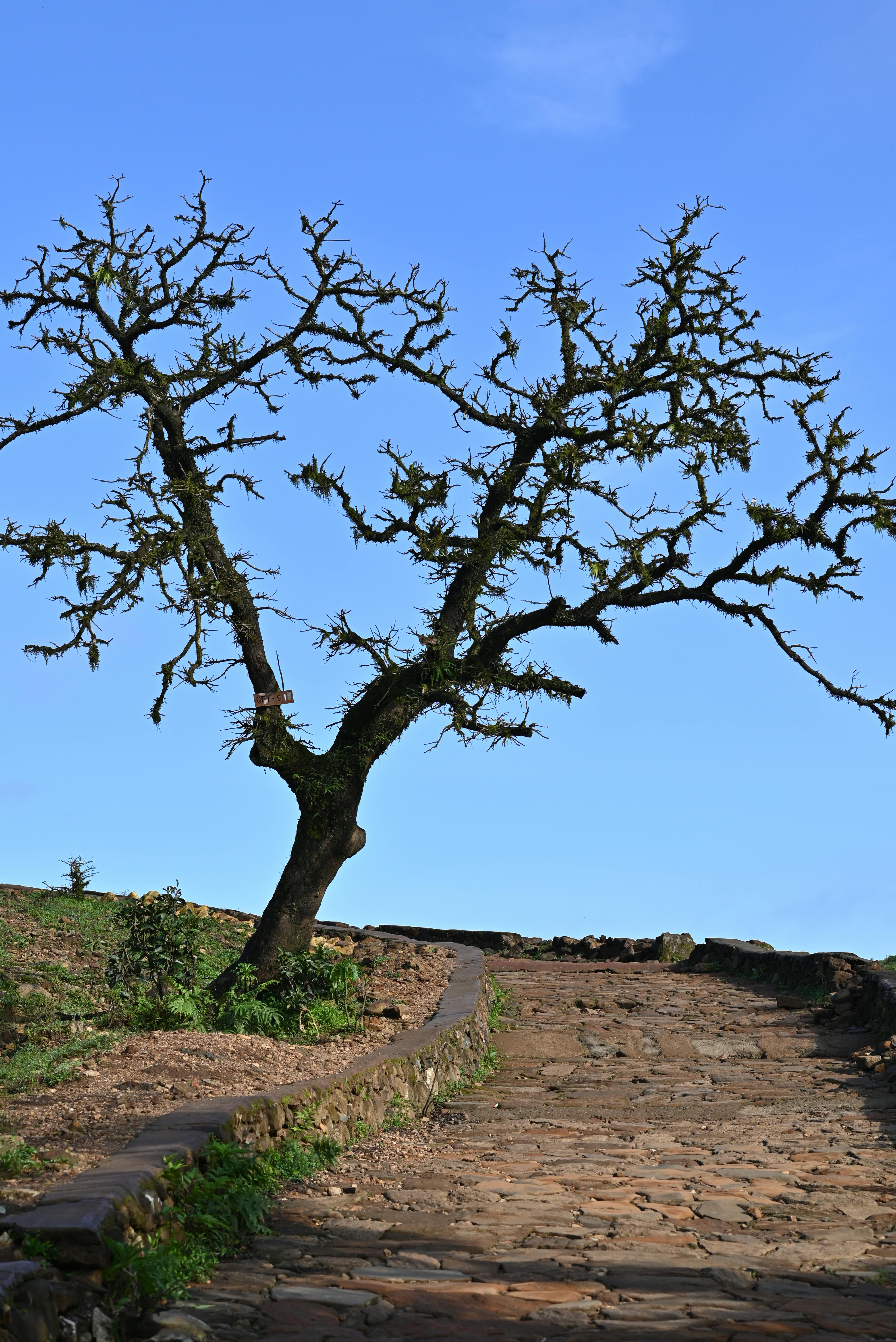 ingyenes Egy magányos fa áll egy rusztikus kőösvény mellett a ragyogó kék ég alatt Madikeriben, Indiában. Stockfotó