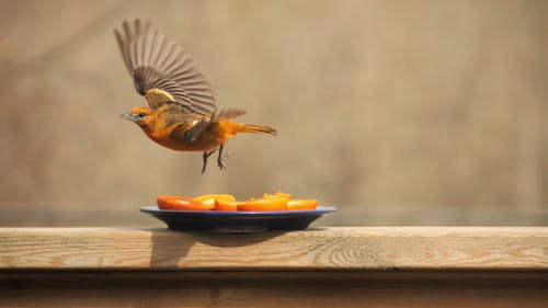 Free stock photo of birds, female, nature