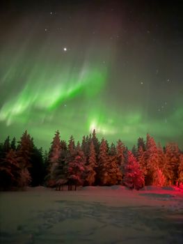 Mesmerizing aurora borealis dancing above a snow-covered forest in Lapland, Finland.
