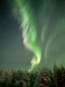 Stunning display of northern lights over frosty forest in Finnish Lapland during winter night.