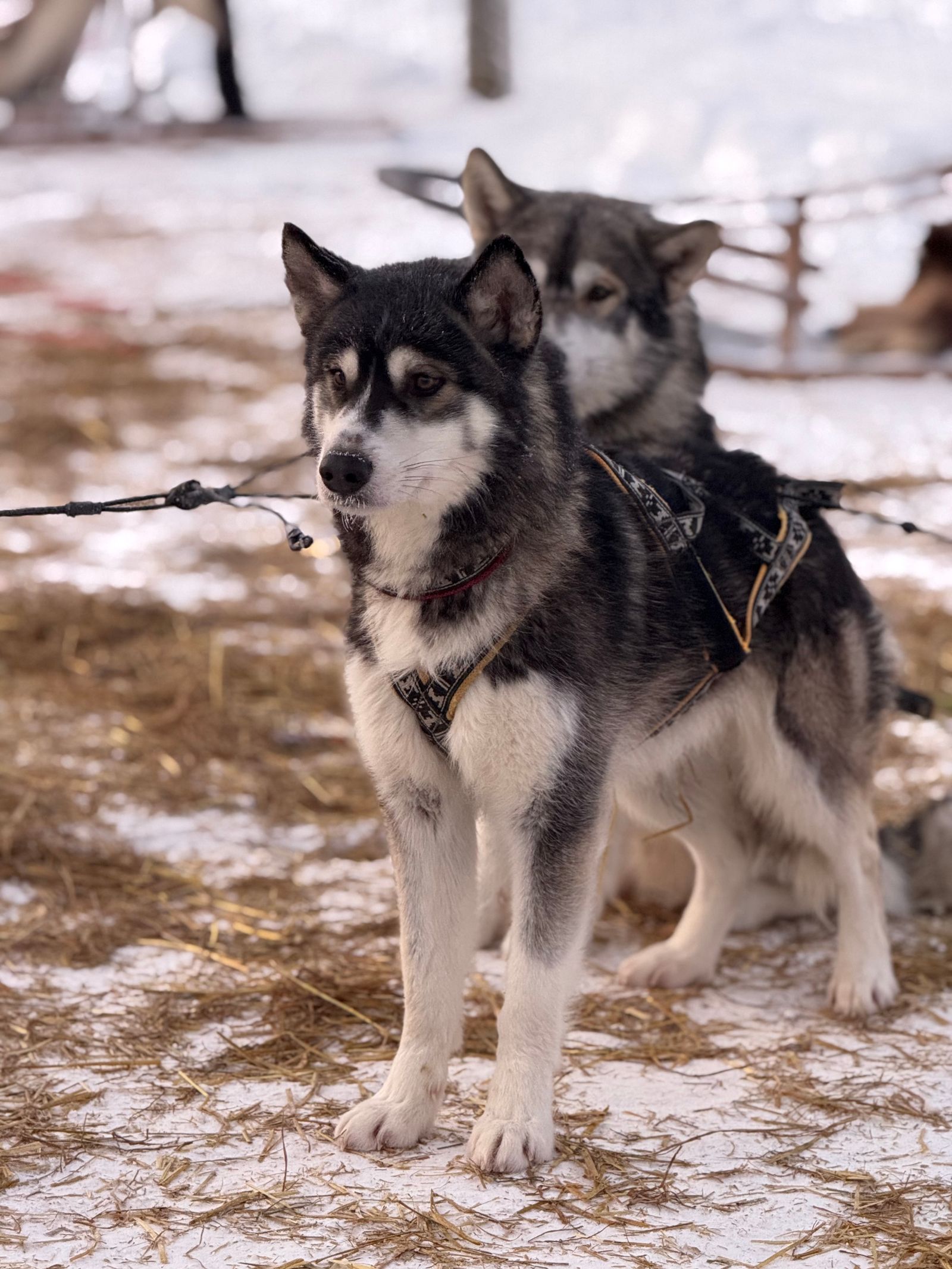 Husky activity in Finnish Lapland