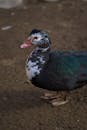 Muscovy Duck Standing Outdoors in Neubiberg