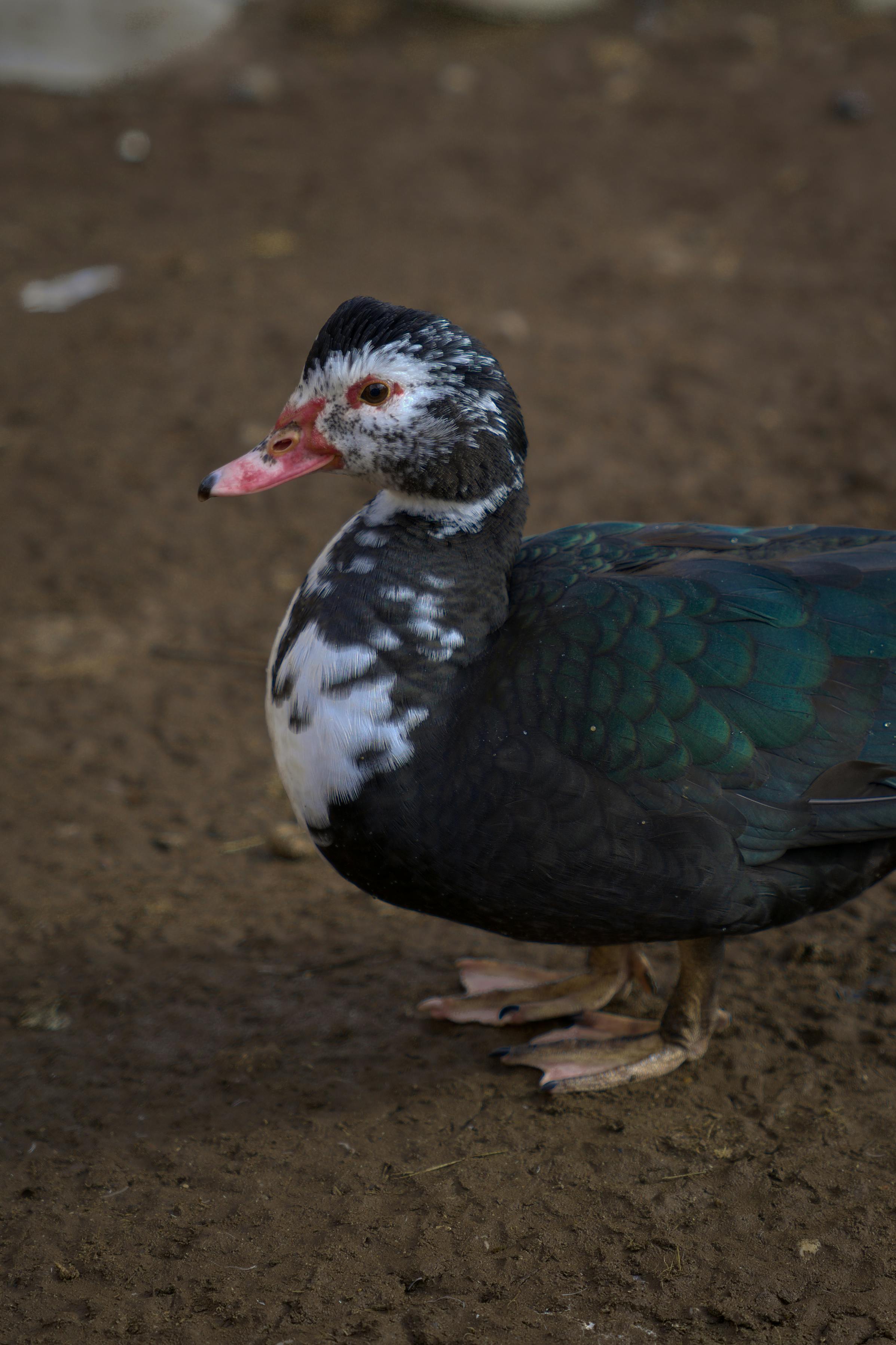 Gratis En moskusand med svarte og hvite fjær som står på jordbunn i dagslys. Arkivbilde