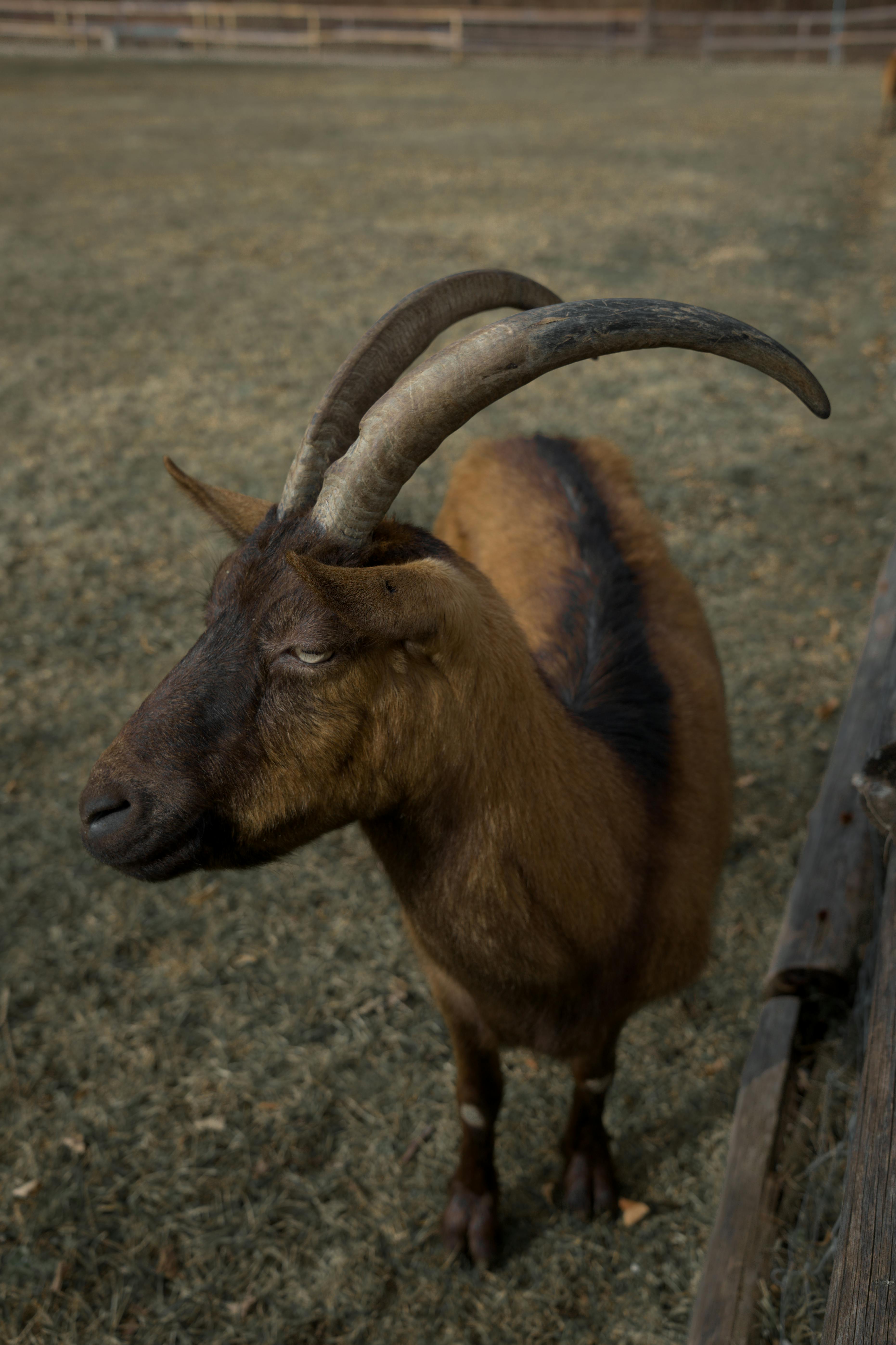 Gratis Nærbilde av en geit med imponerende buede horn som står i en utendørs innhegning. Arkivbilde