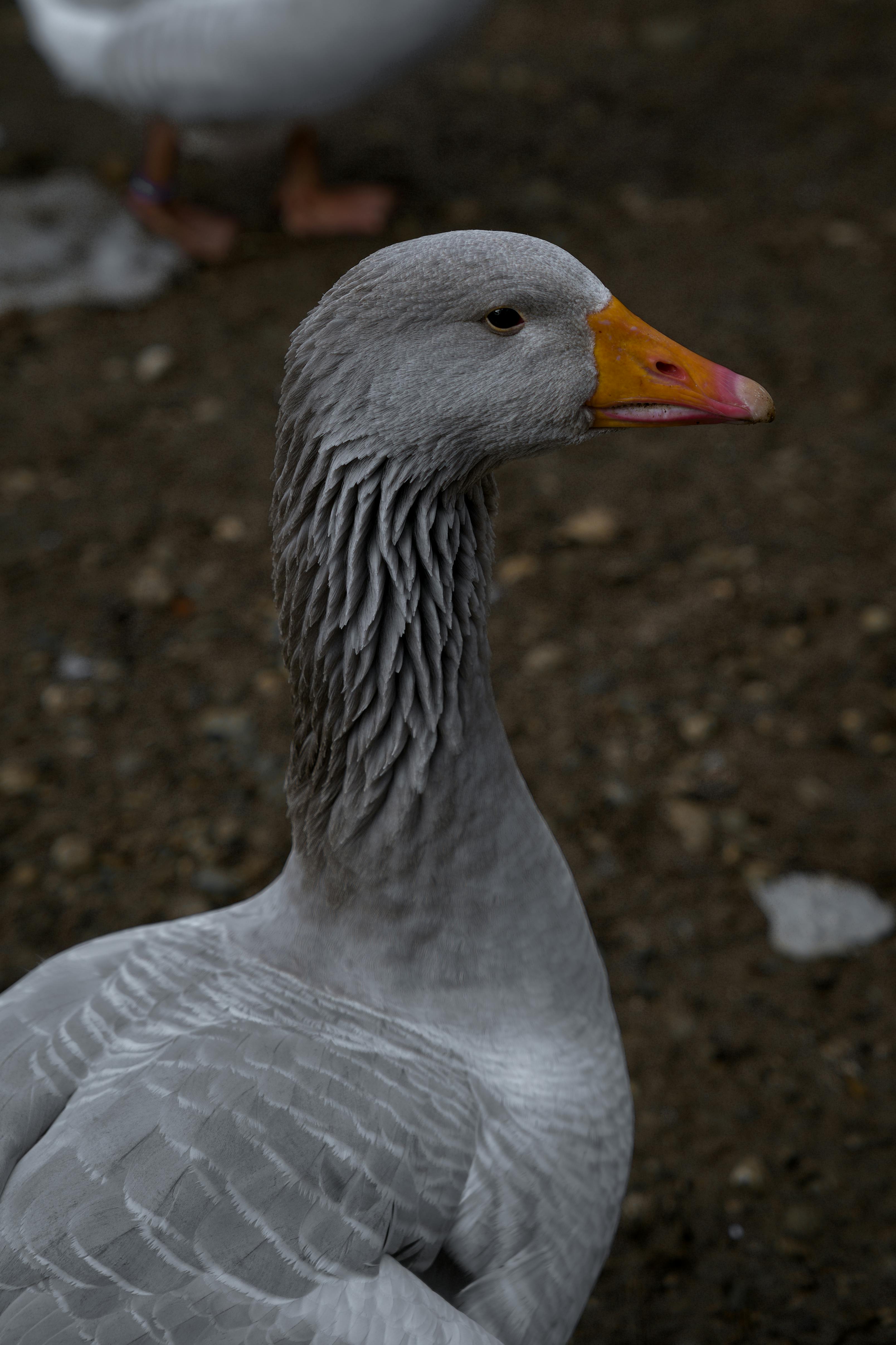 Zadarmo Detailný záber majestátnej sivej husi s oranžovým zobákom, zachytený vonku v Neubibergu v Nemecku. Fotka z fotobanky