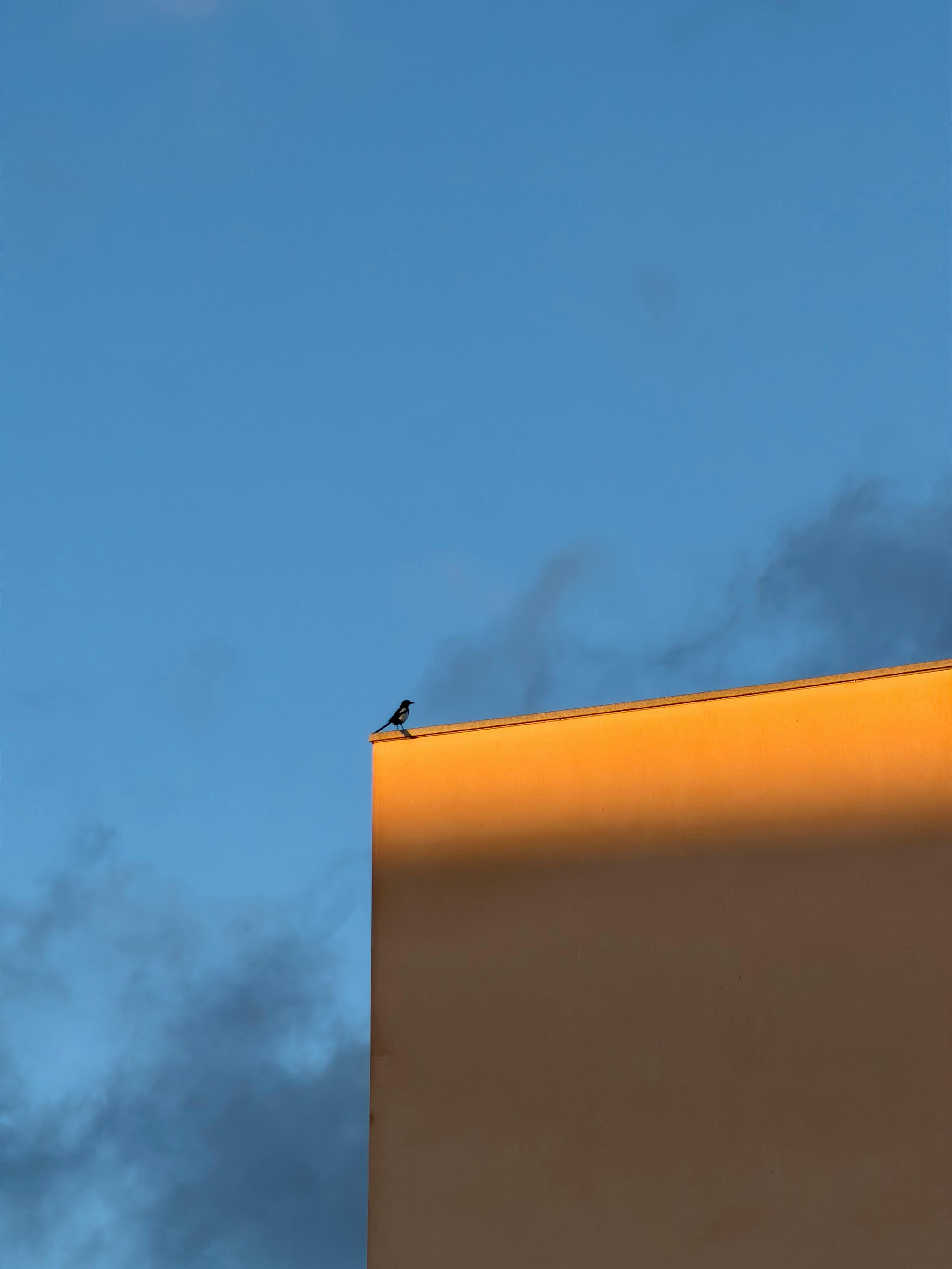 Kostenlos Ein einsamer Vogel sitzt auf dem sonnenbeschienenen Rand eines Gebäudes vor dem leuchtenden Abendhimmel von Saragossa. Stock-Foto