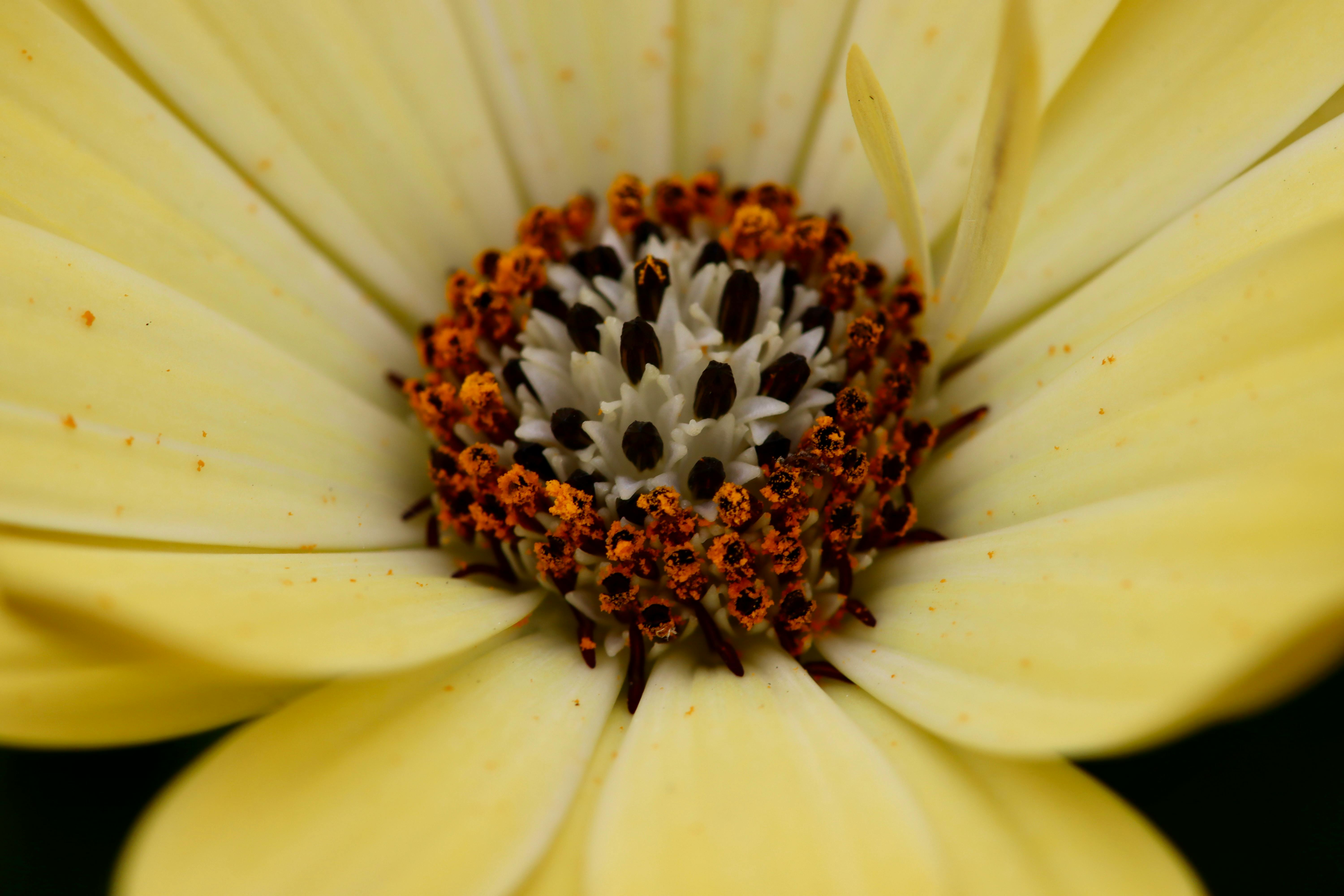 gratis Een intieme macrofoto van een gele bloem, waarbij de ingewikkelde details en texturen in het hart van de bloem goed zichtbaar zijn. Stockfoto