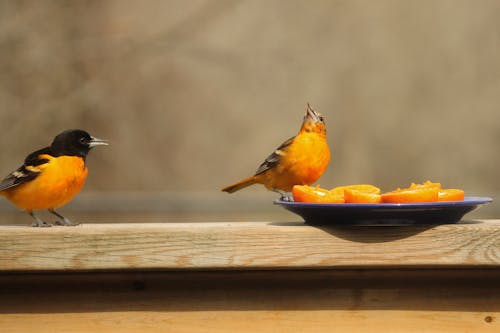 Free stock photo of birds, female, male