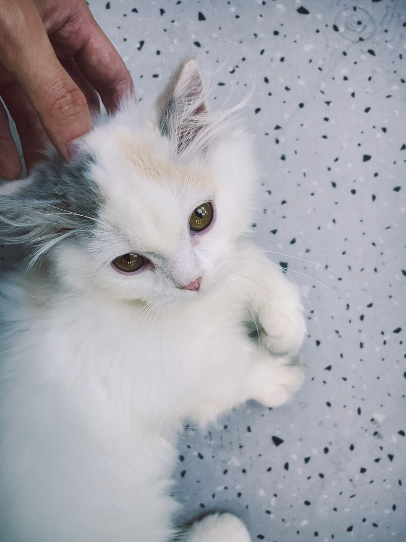Gato limpio y cuidado en Anlú