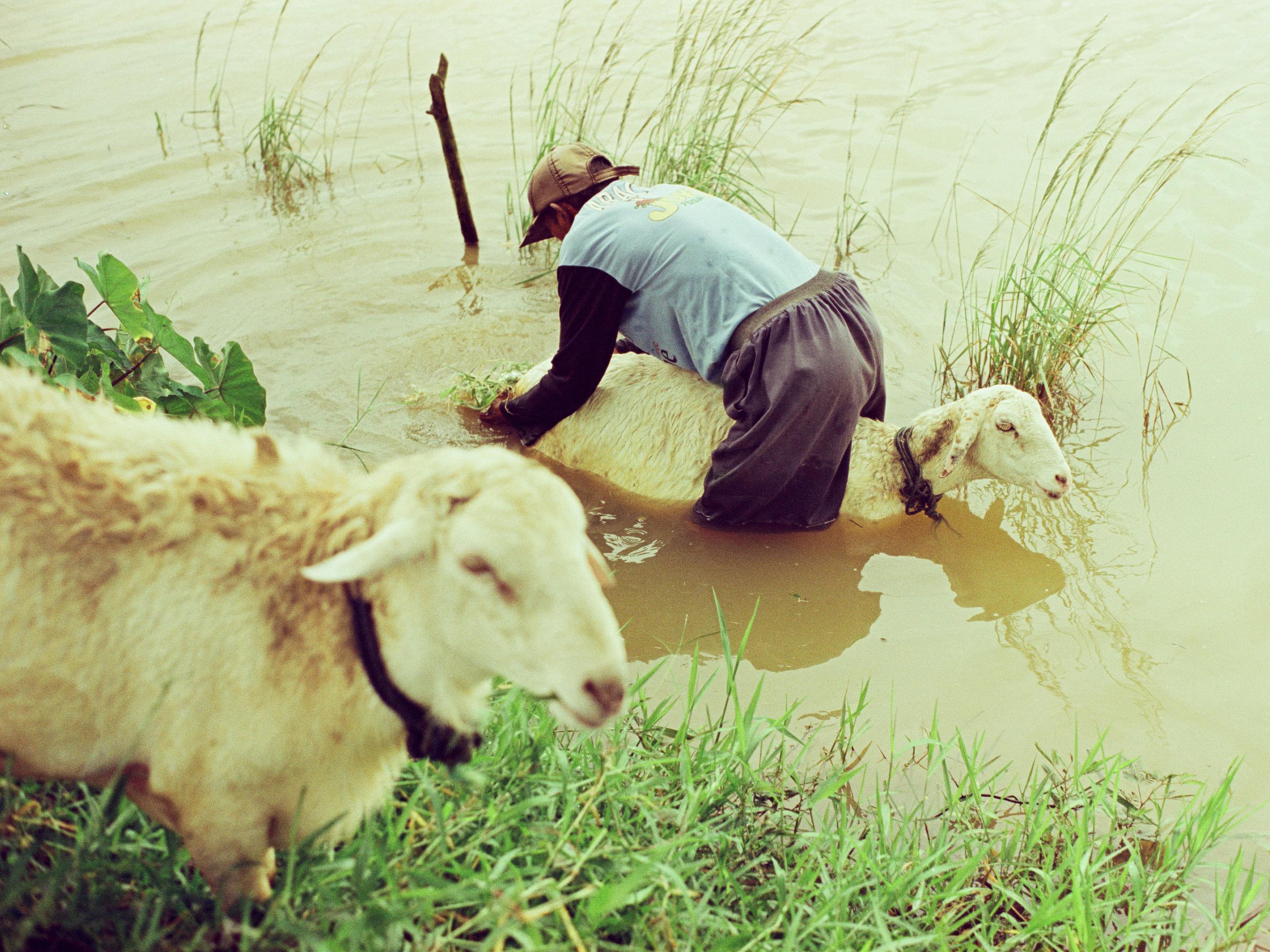 A man helps wash sheep in a shallow river, capturing a tranquil rural scene.