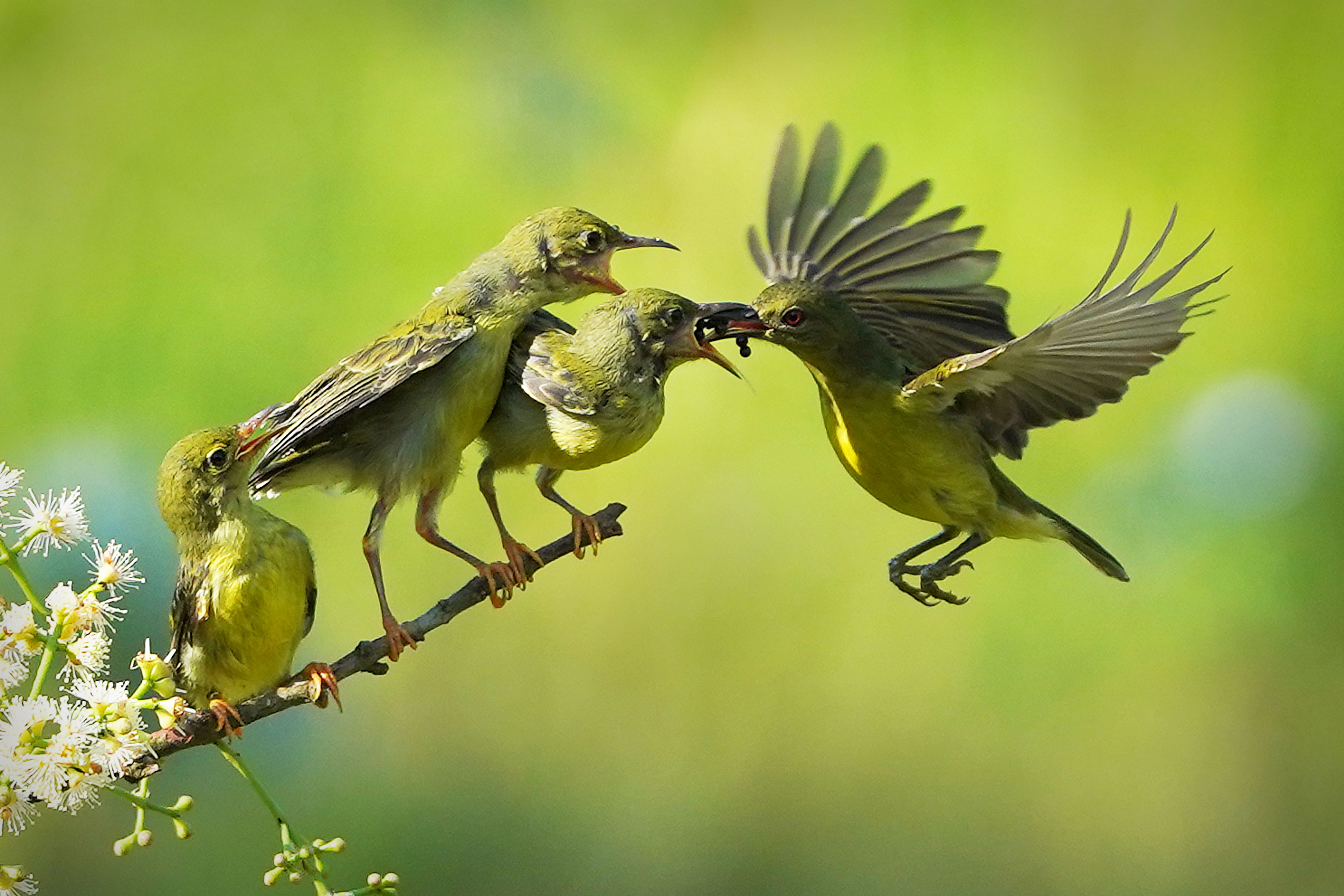 Foto de pássaros em fios ganha prêmio internacional