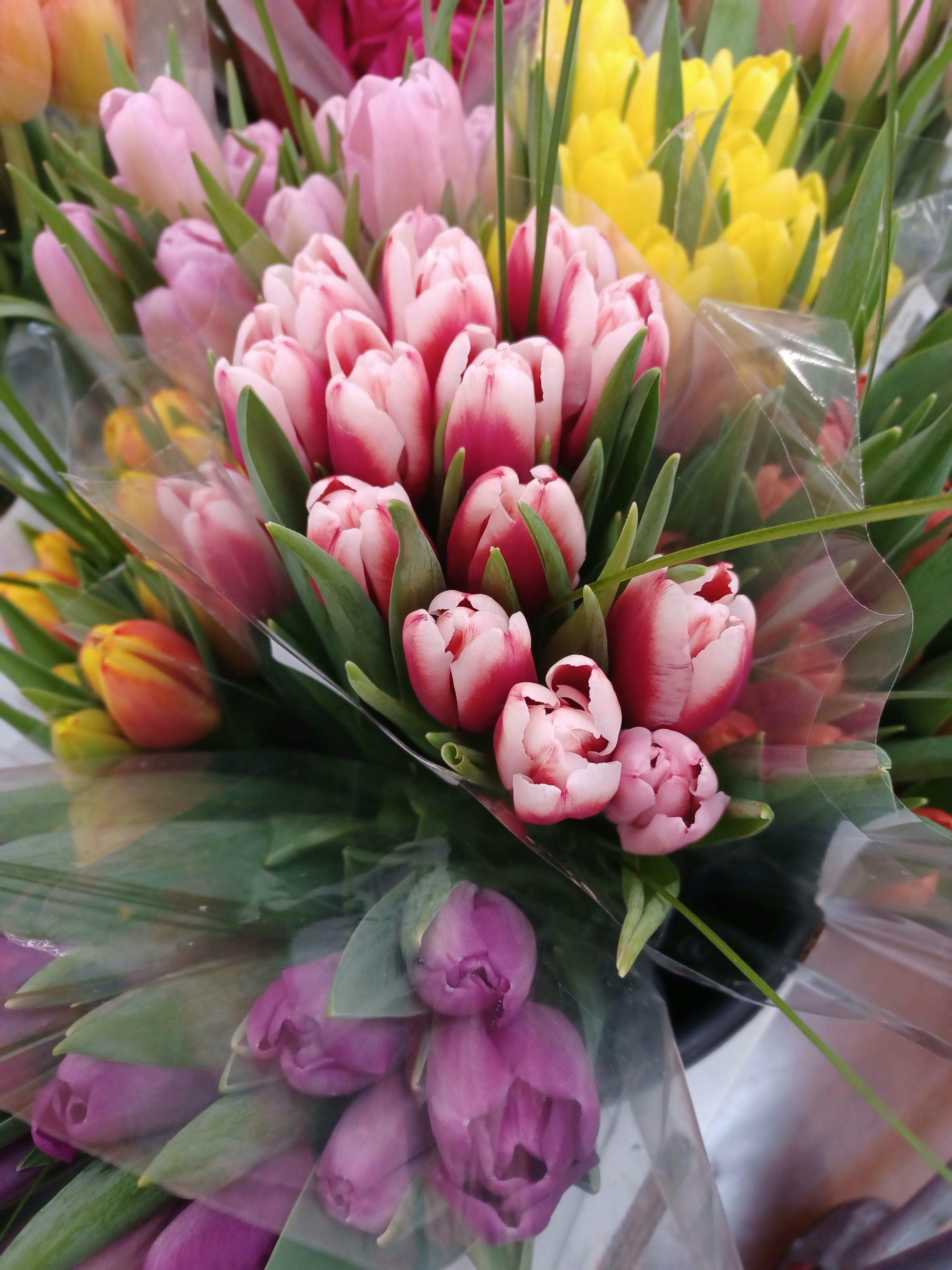 [ColoSach]-a-stunning-arrangement-of-pink,-yellow,-and-purple-tulips-in-full-bloom,-perfect-for-springtime-decor.