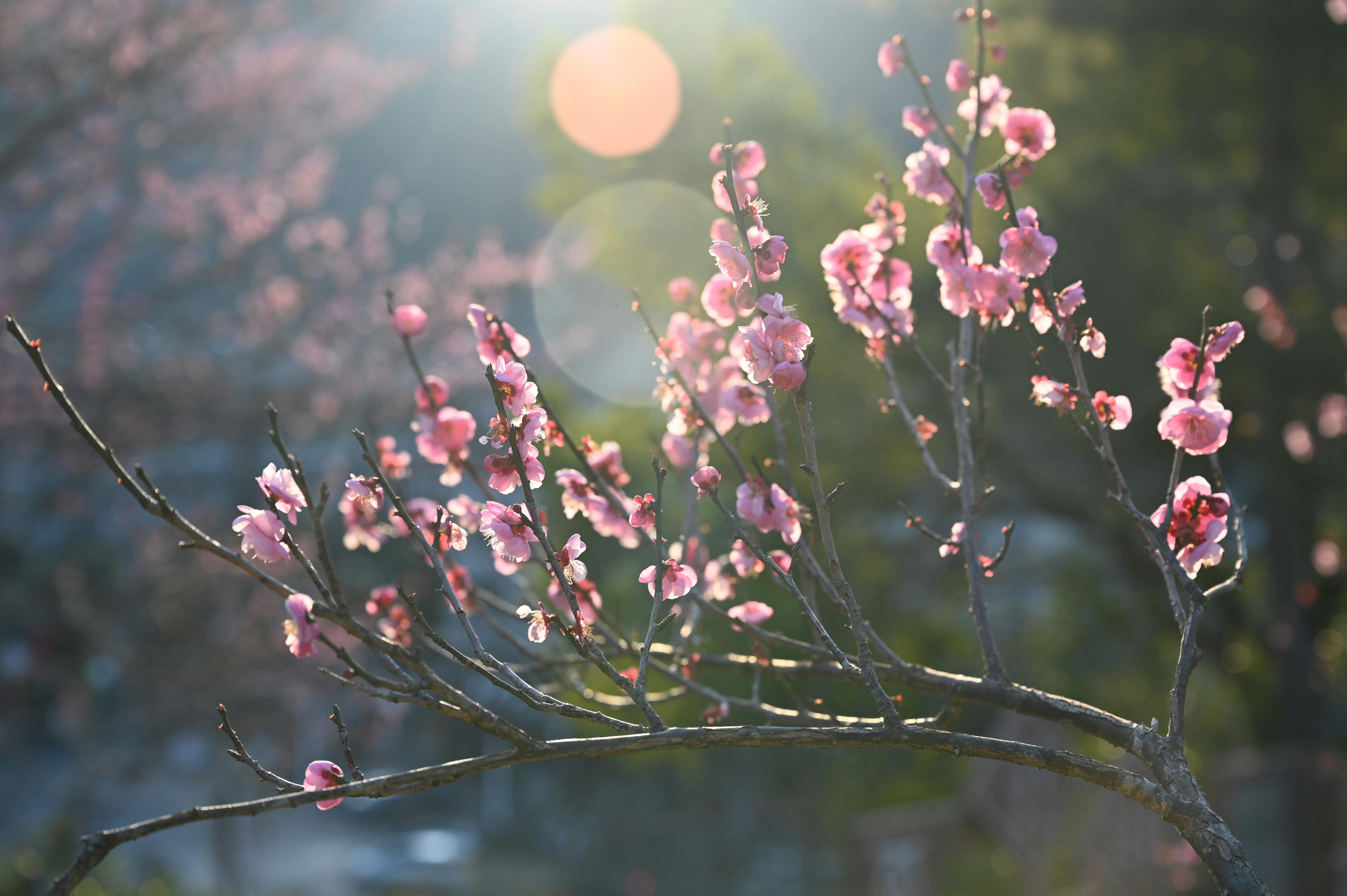 ingyenes Rózsaszín cseresznyevirágok közeli képe napfényben, a tavasz vibráló érkezését sugározva. Stockfotó