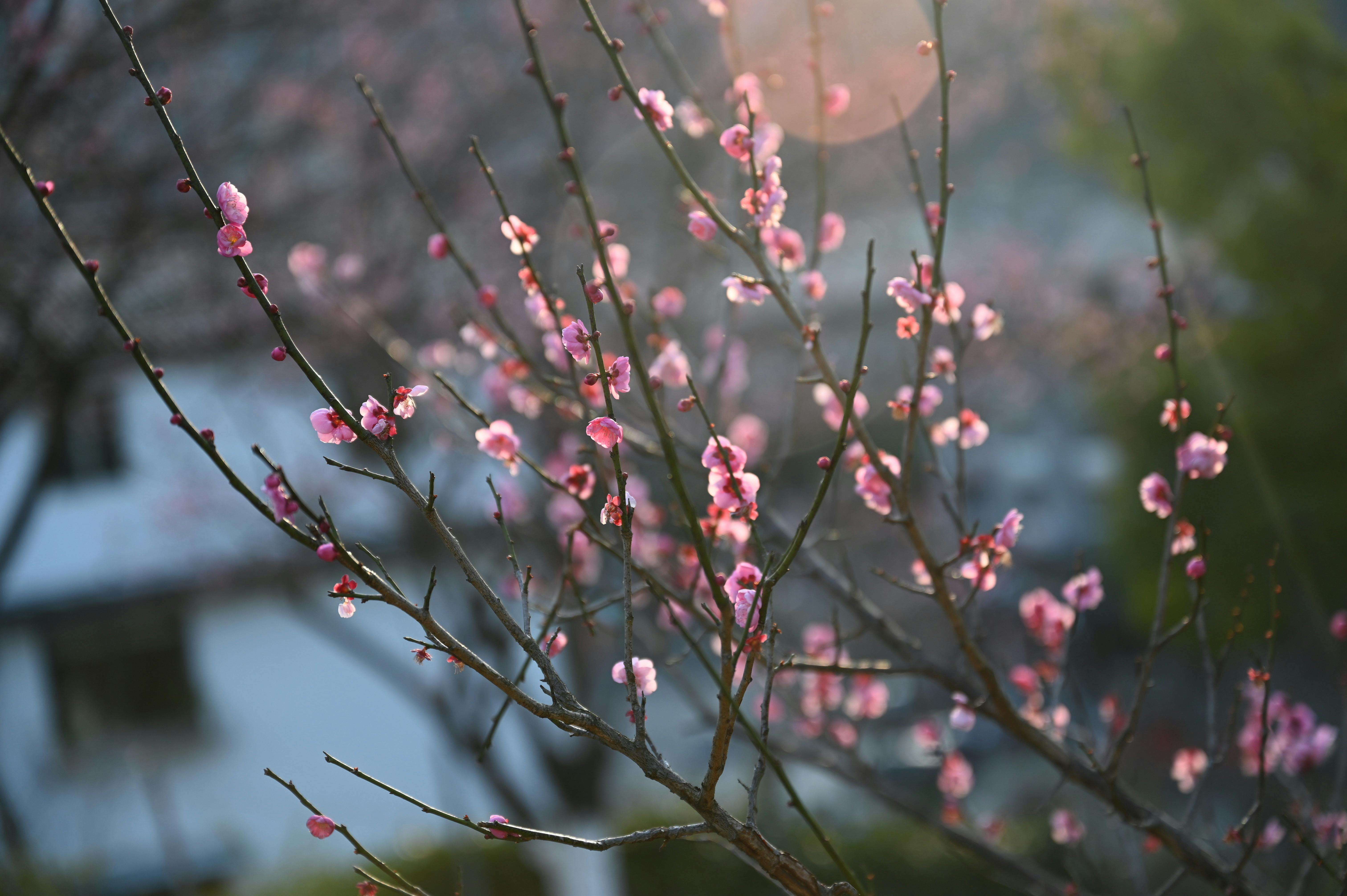 gratis Roze bloesem aan takken met zonlicht en een bokeh-achtergrond, wat een serene lentestemming oproept. Stockfoto