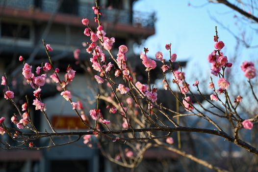 Vibrant pink cherry blossoms in full bloom on branches against a sunny spring background.
