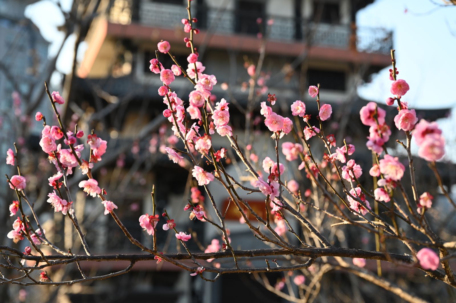 Cherry Blossom Temple 4K wallpaper