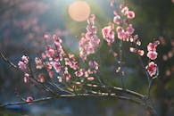 Springtime Cherry Blossoms in Soft Sunlight