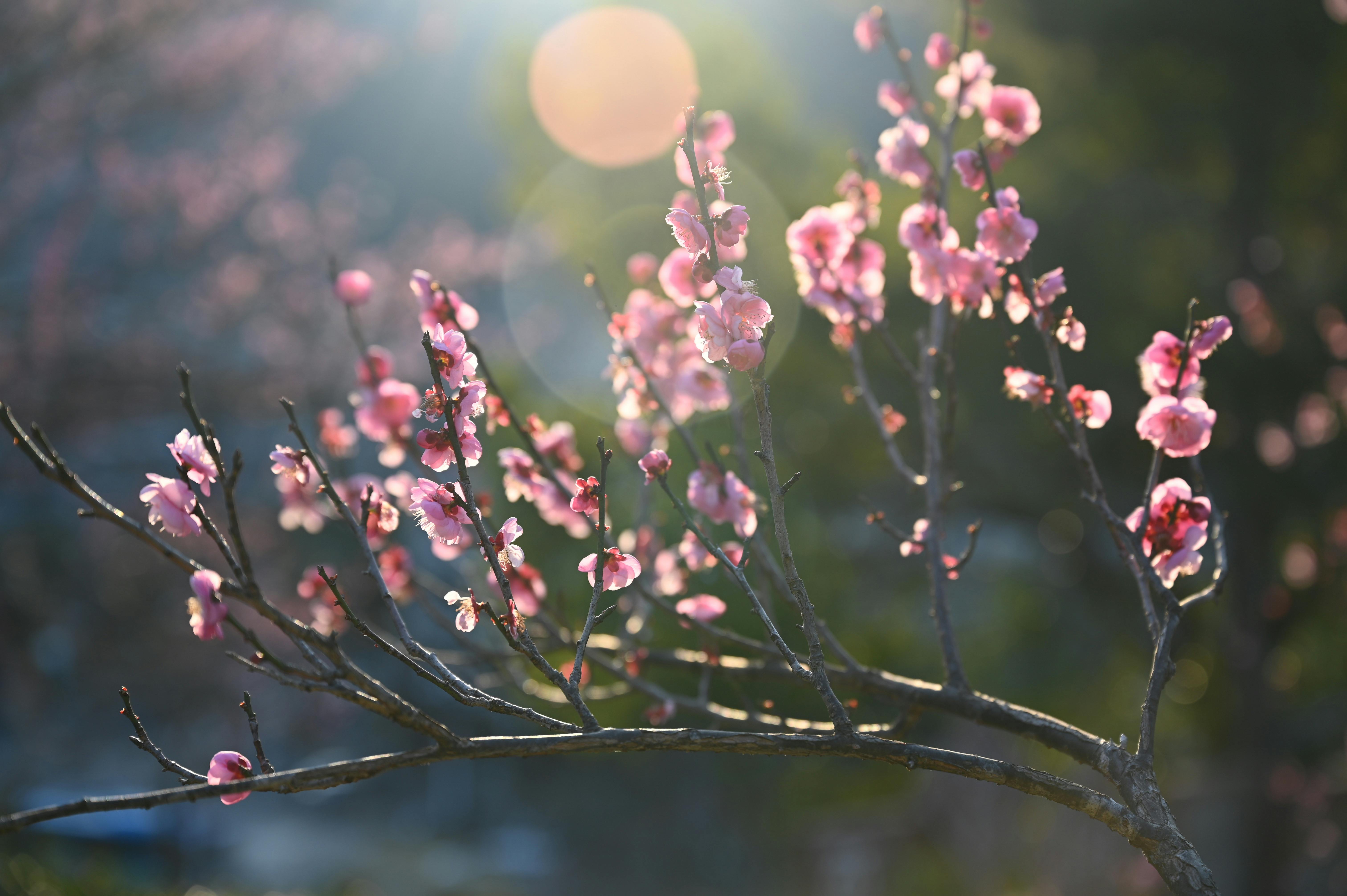 Gratis Hermosas flores de cerezo floreciendo contra un fondo iluminado por el sol, capturando la esencia de la primavera. Foto de stock