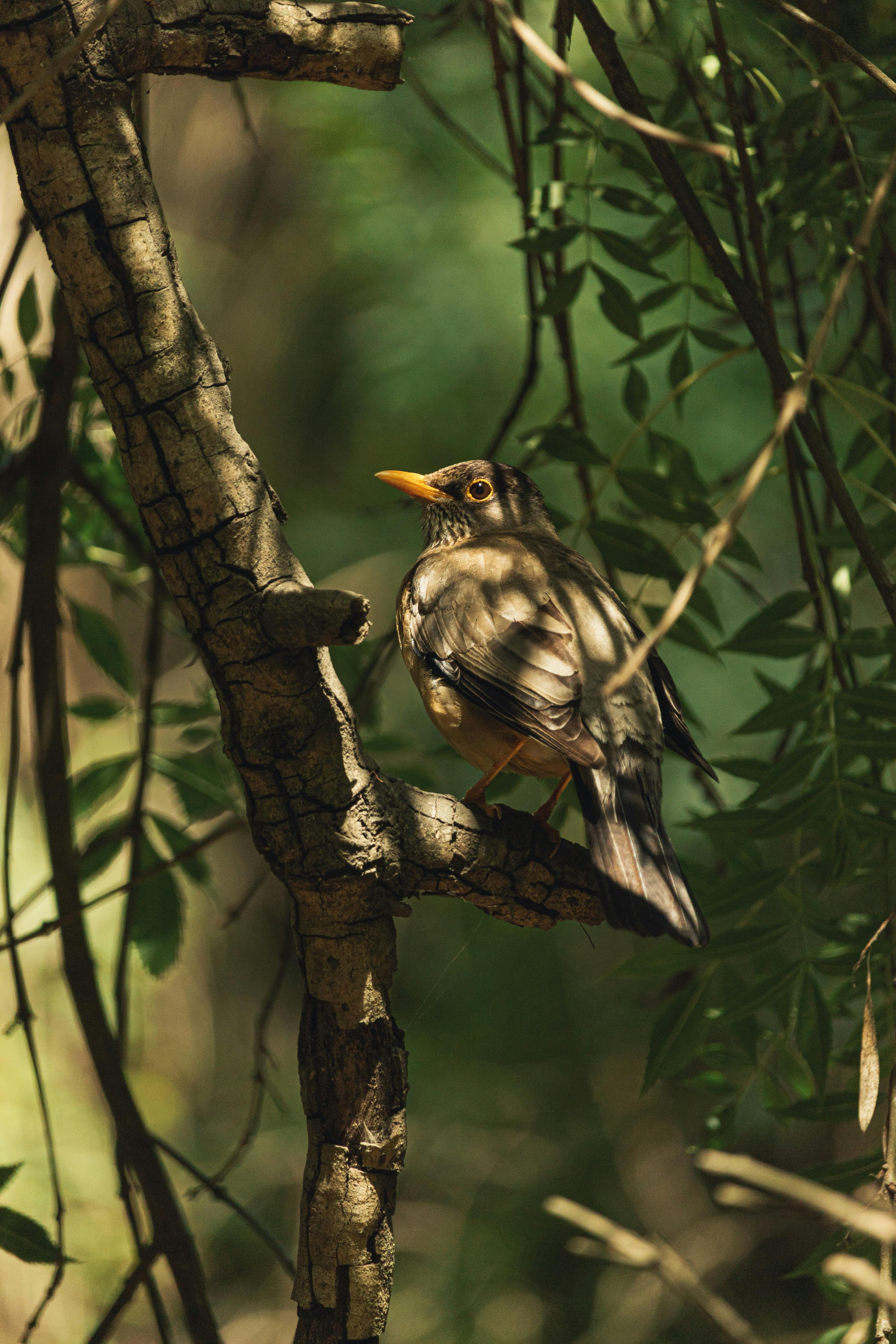 A bird peacefully perched on a branch amidst lush foliage in Quintero, Chile's vibrant nature.