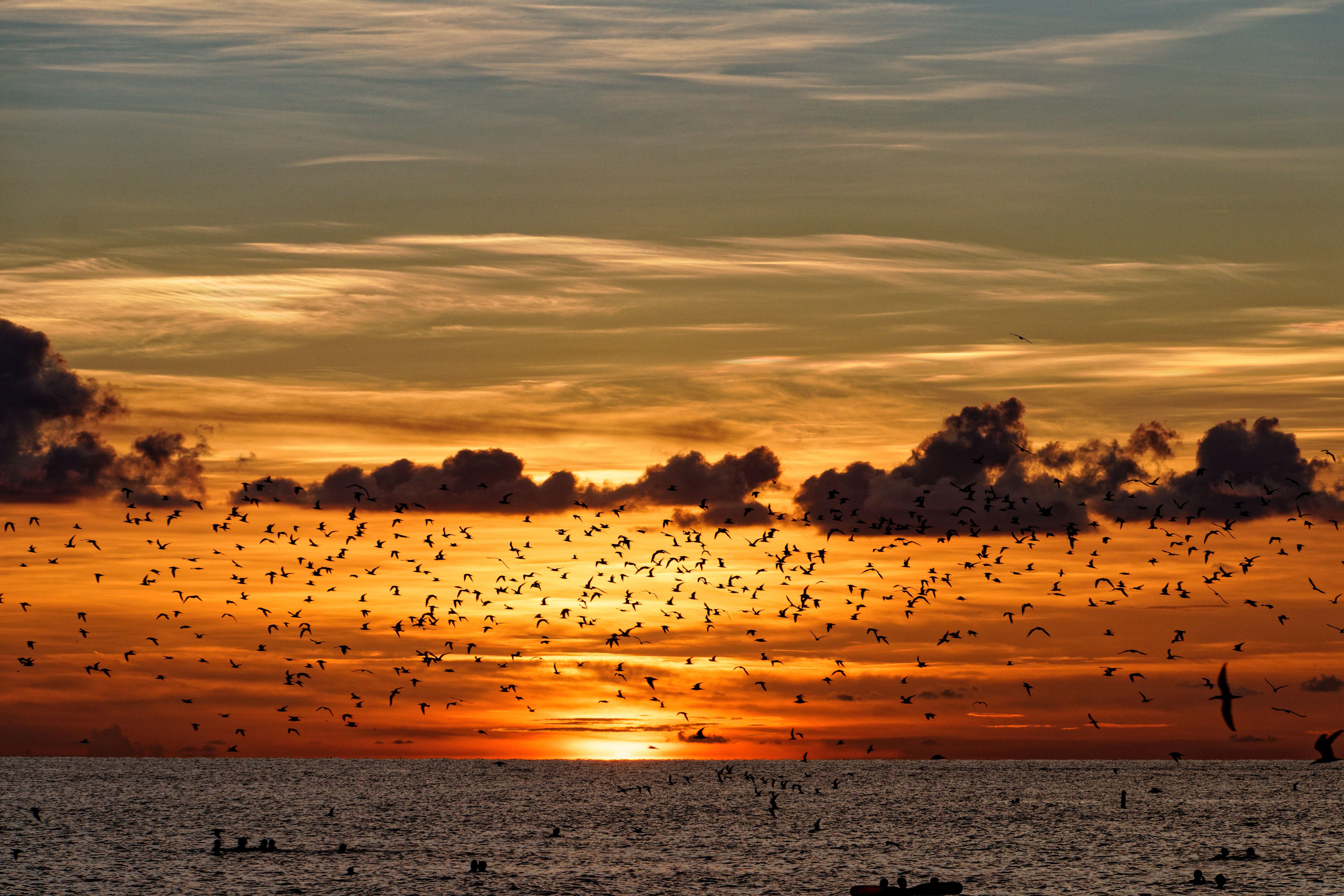 Vibrant sunset over Sarasota Bay with a flock of birds silhouetted against the colorful sky.