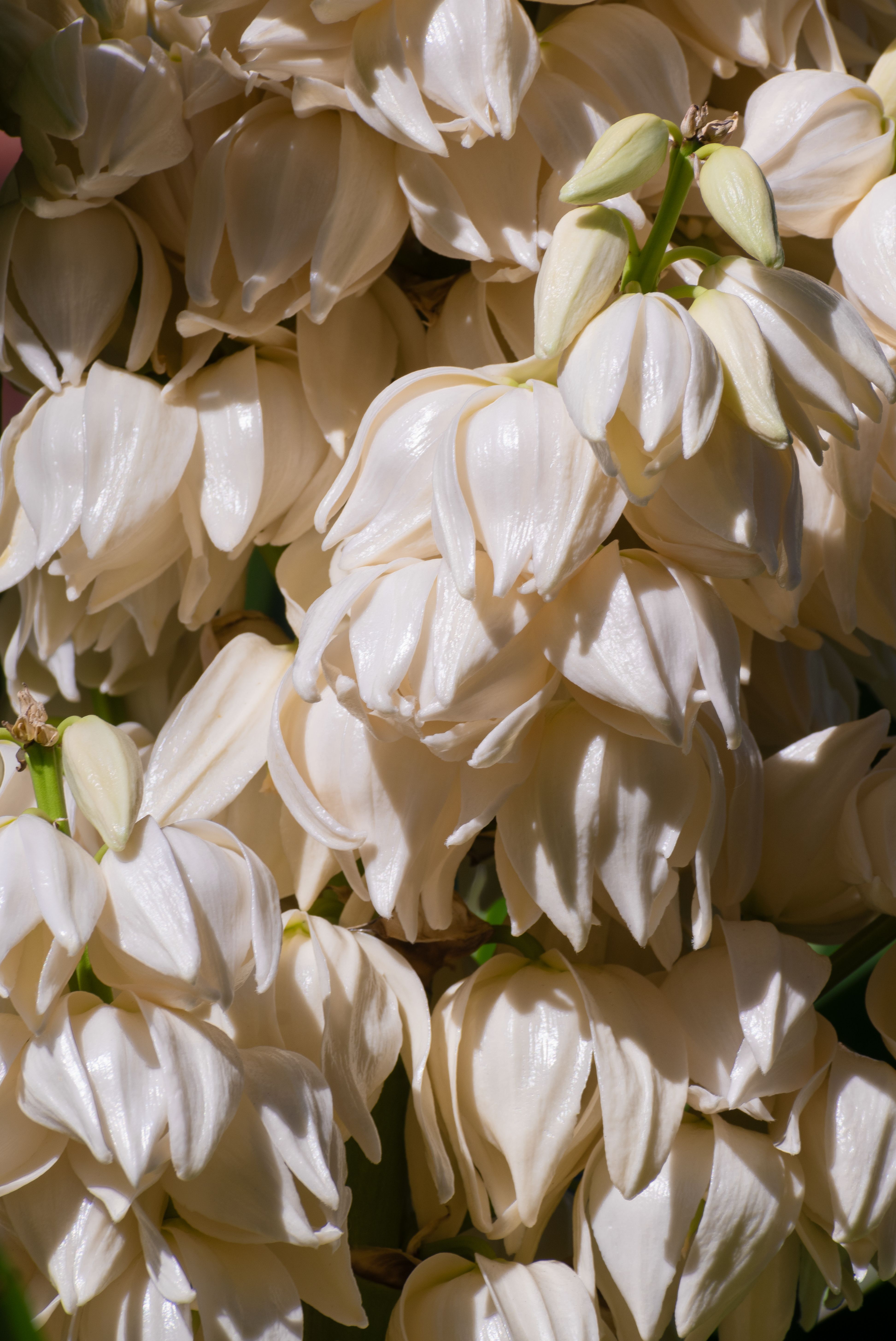 Detailed view of fresh white yucca flowers basking in sunlight, showcasing their natural elegance.