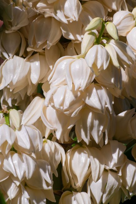Detailed view of fresh white yucca flowers basking in sunlight, showcasing their natural elegance.
