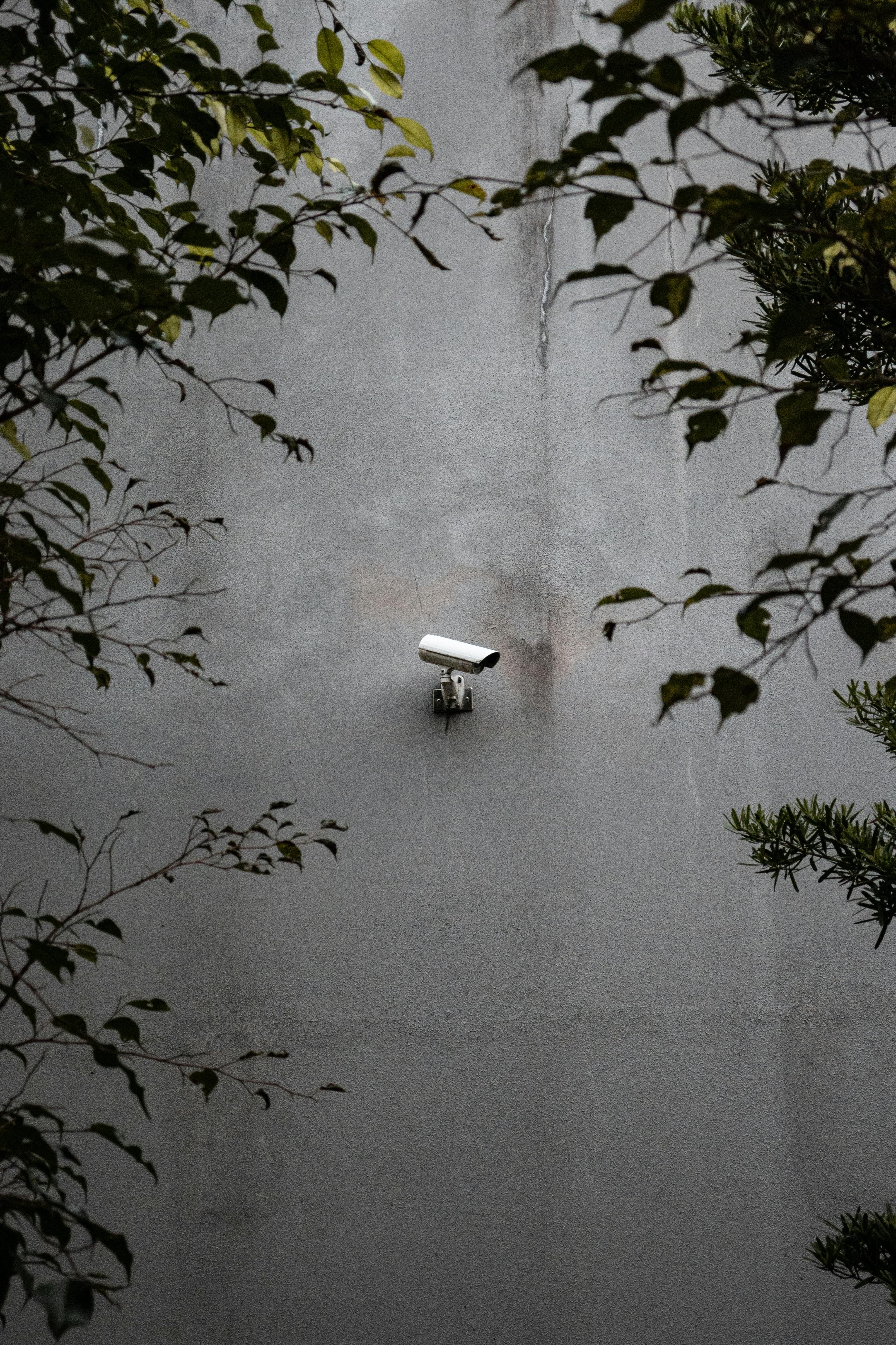 Безкоштовне Камера відеоспостереження, встановлена ​​на бетонній стіні, оточеній рослинністю. стокове фото