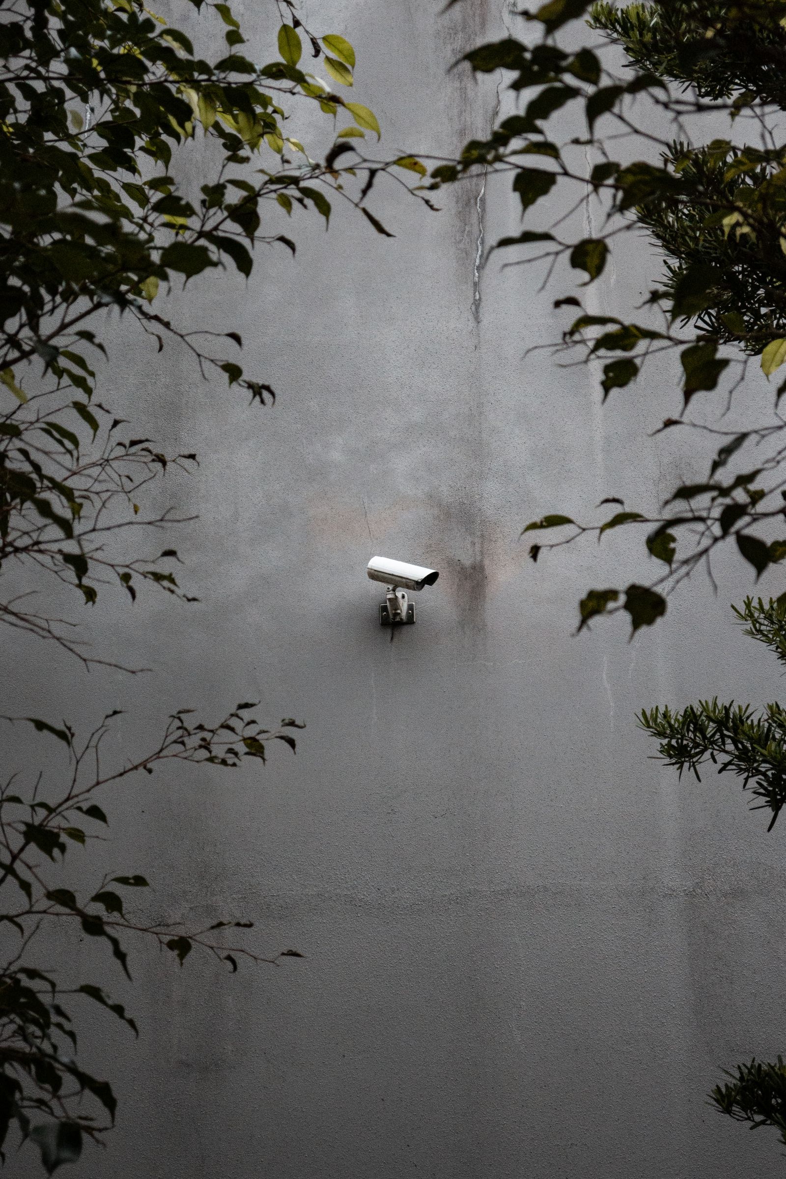 Cámara de videovigilancia en un muro de hormigón parcialmente rodeada de vegetación