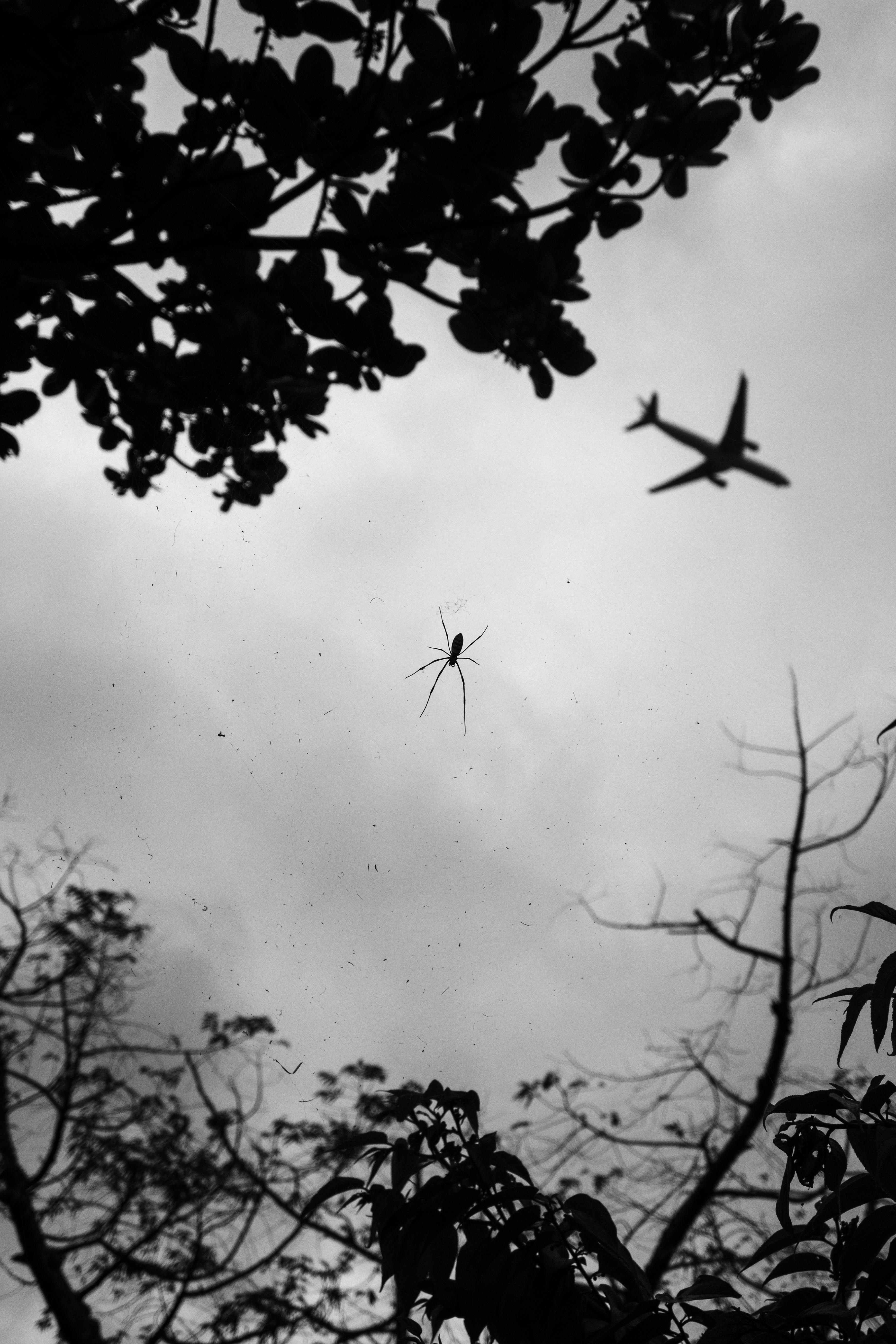 ingyenes Drámai fekete-fehér fotó egy hálóba burkolózó pókról, felette egy repülőgéppel, Tajvanon készült. Stockfotó