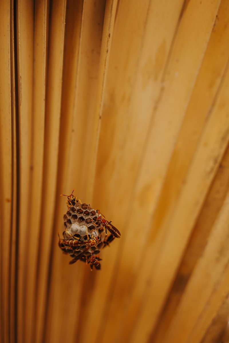 Wasp nest on a property eave in Torrox Costa