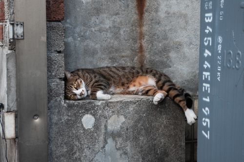 Free A striped cat peacefully lying on a concrete ledge in a gritty urban setting in Taiwan. Stock Photo