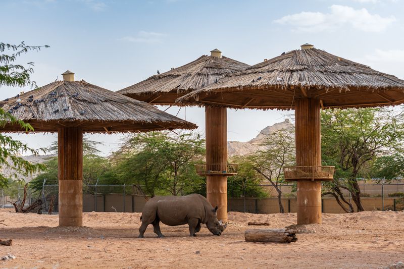 Rhino standing beside thatched shade shelters in a desert enclosure at Al Ain