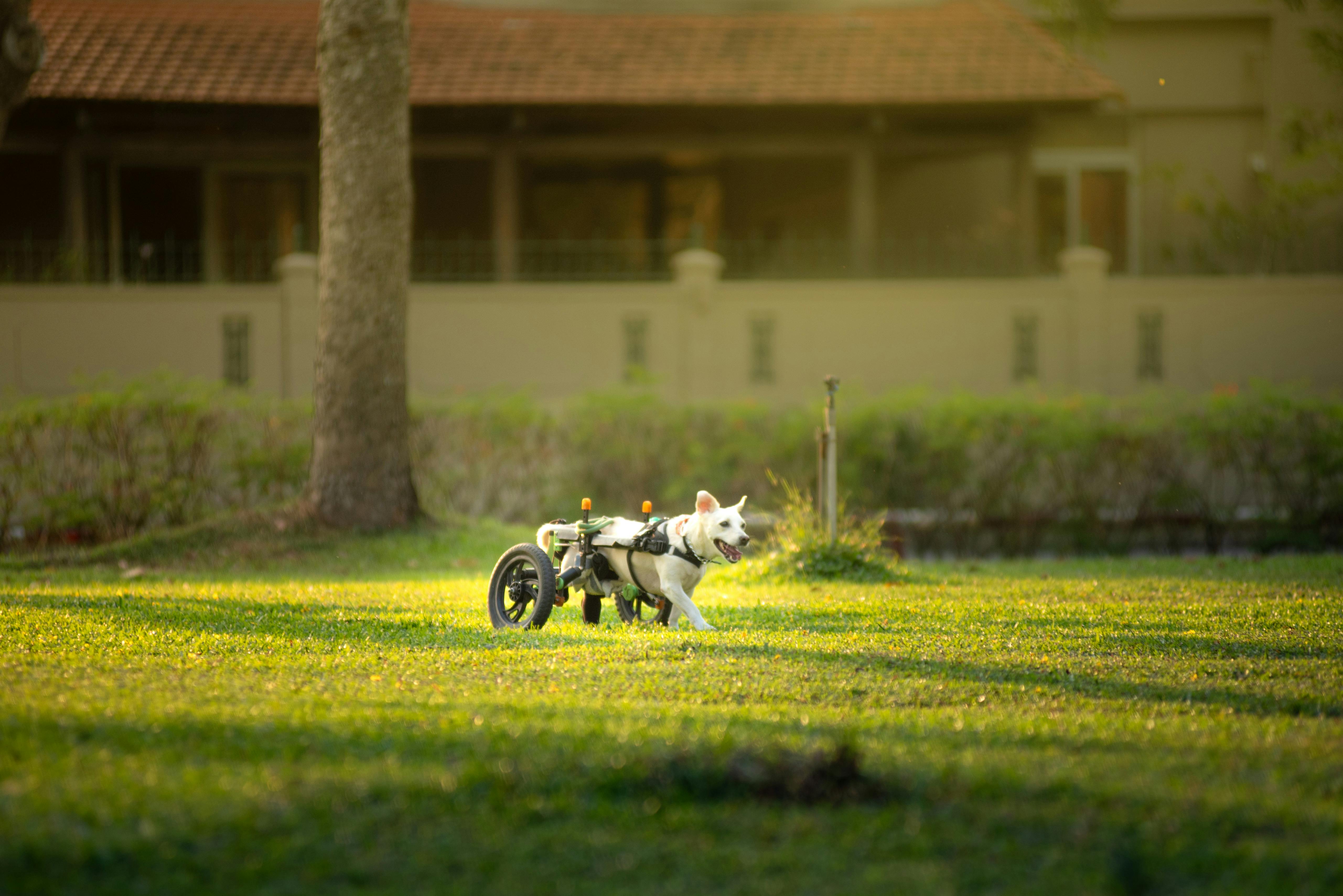ingyenes Egy boldog fehér kutya tolószékben élvezi a napsütéses napot a zöld gyepen. Stockfotó