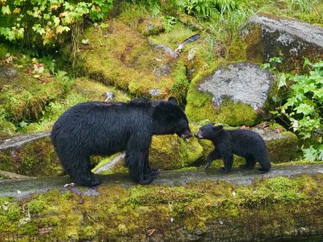 Inside Passage small-ship cruise — Alaska