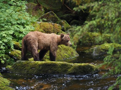 A majestic grizzly bear stands by a lush green forest stream in Wrangell, Alaska, showcasing nature's beauty.