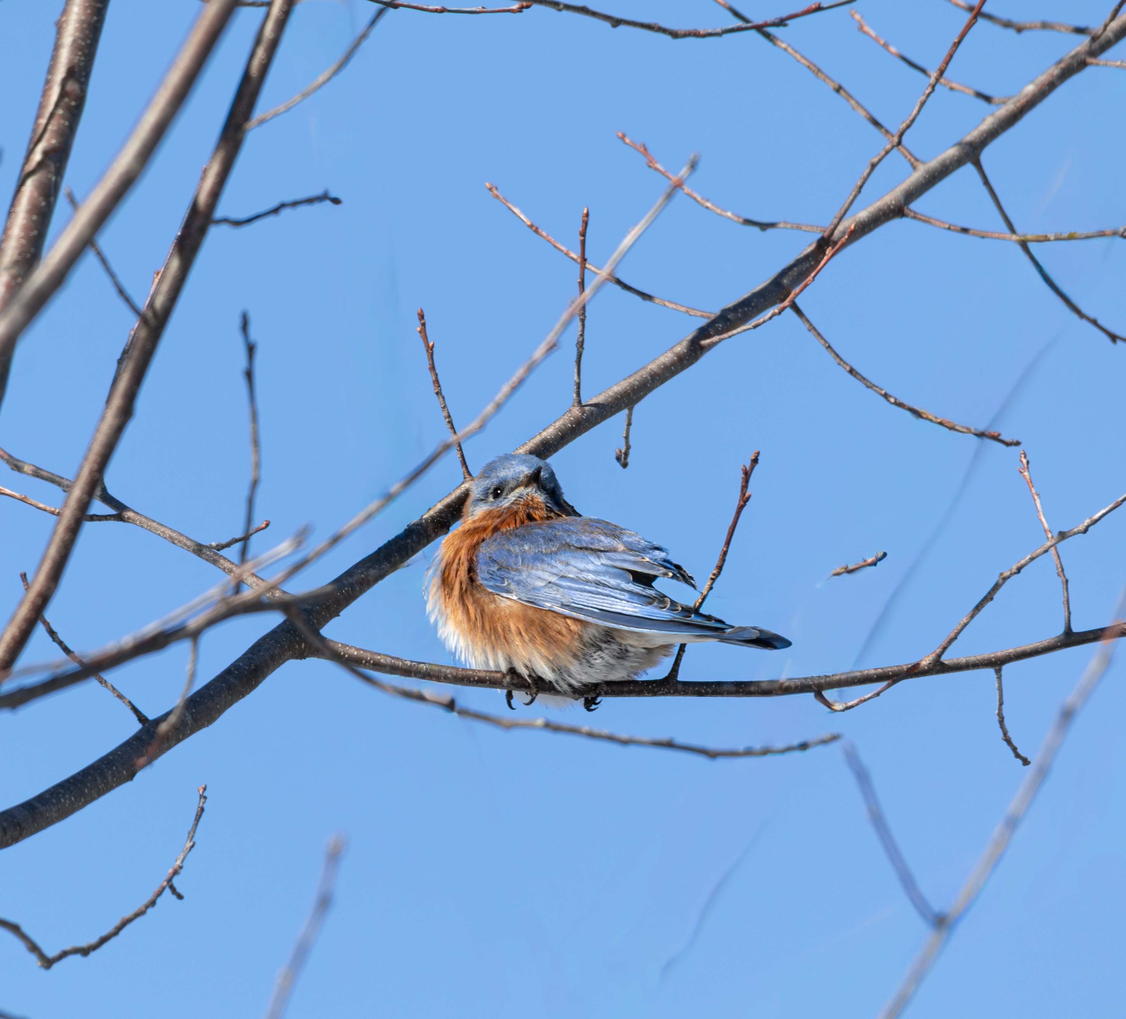 Eastern Bluebird Perched on Tree Branch in Ohio · Free Stock Photo