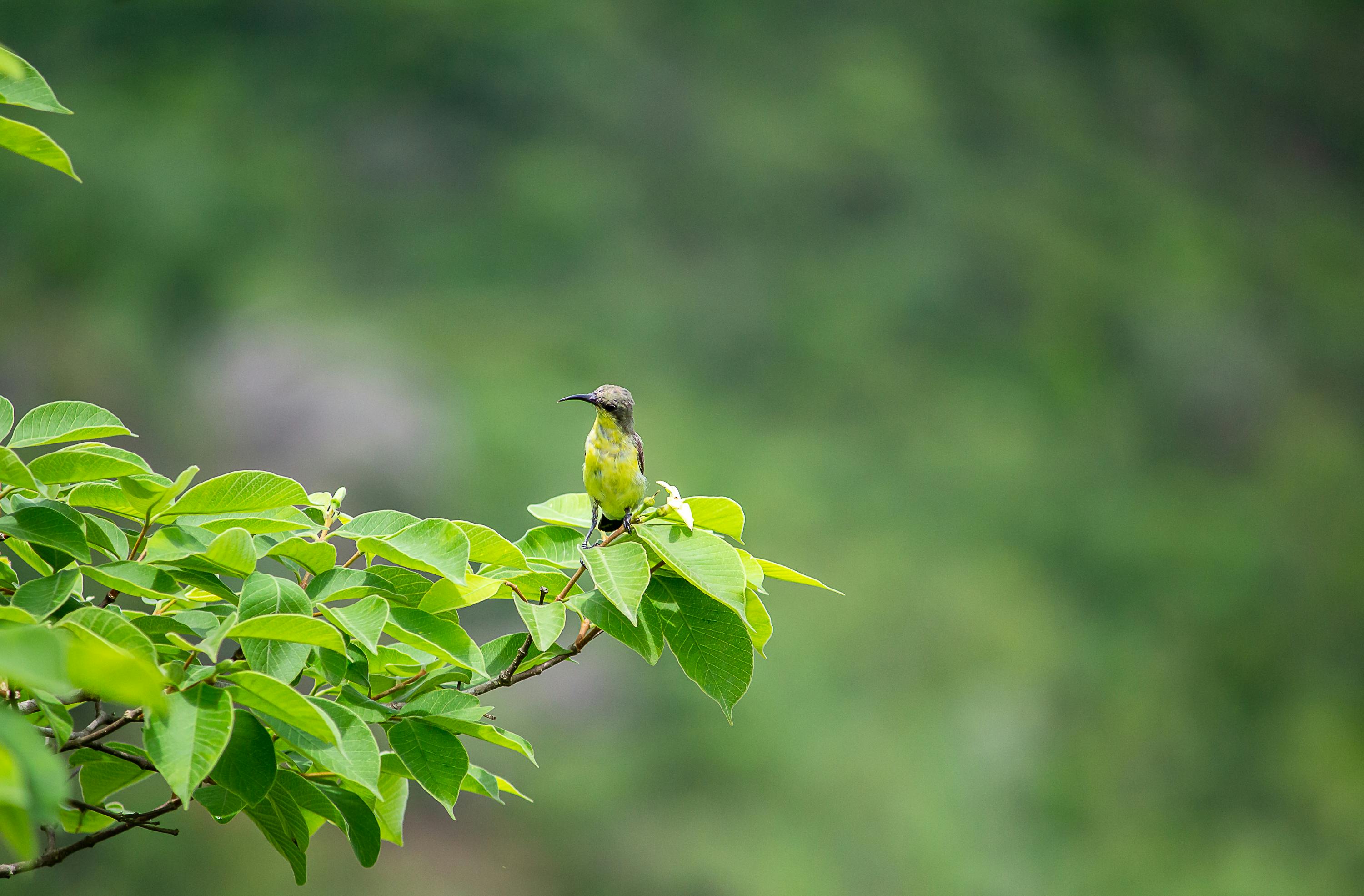 ingyenes Egy kismadár ült buja zöld leveleken egy elmosódott erdei háttér előtt. Stockfotó
