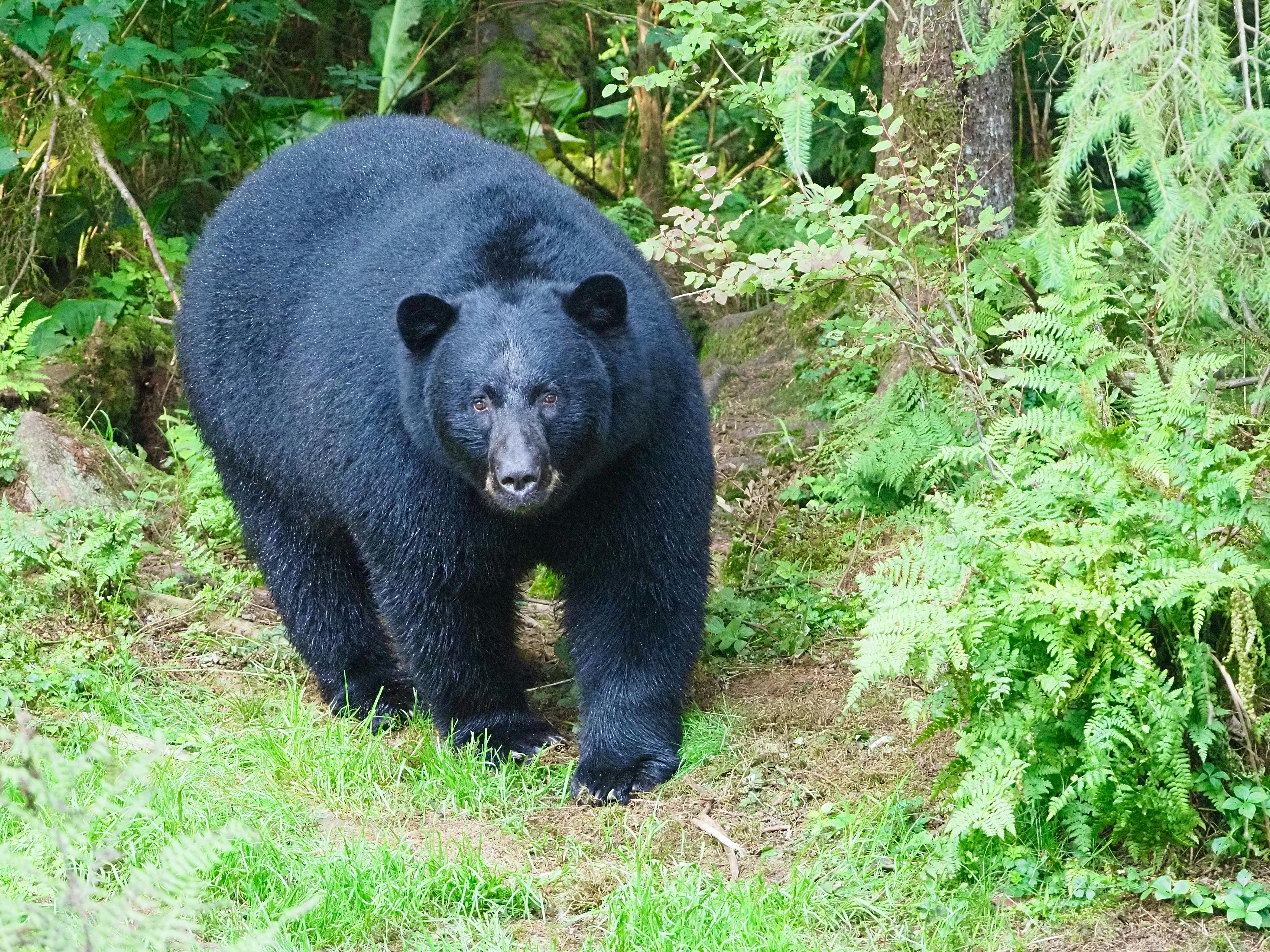 Black Bear Tags in Conflict Zones