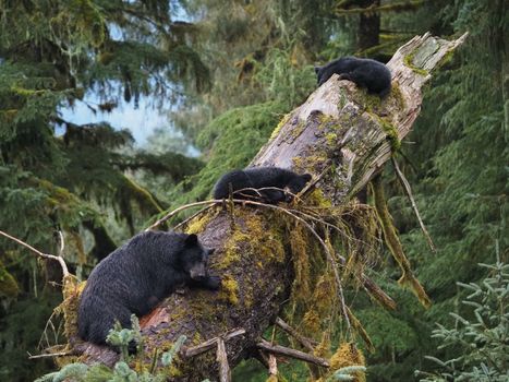 Inside Passage small-ship cruise — Alaska