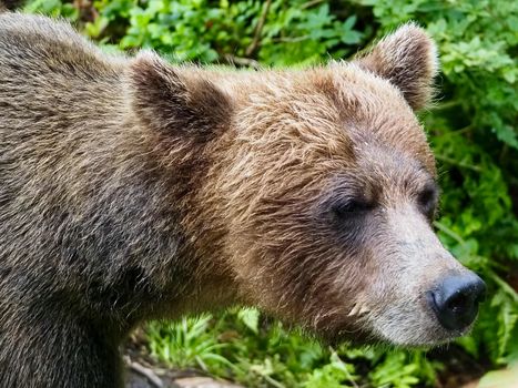 Katmai Brooks Falls bear viewing — Alaska
